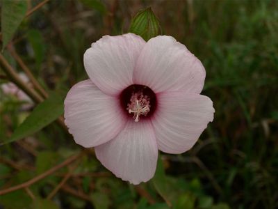 Hibiscus laevis (Halberd-Leaved Rose-Mallow)