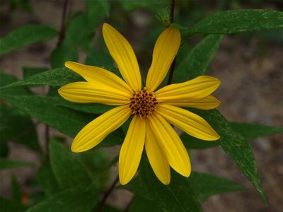 Helianthus divaricatus (Woodland Sunflower)