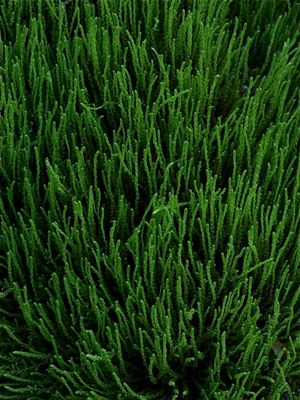 Philonotis fontana (Fountain Moss)