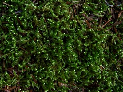 Hypnum lindbergii (Pale Plait Moss)