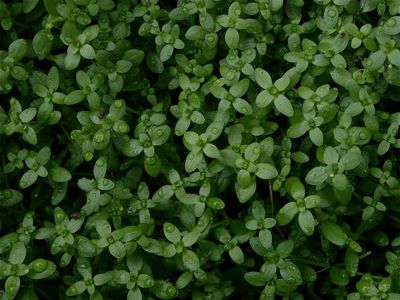 Callitriche heterophylla (Water-Starwort)