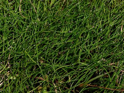 Equisetum scirpoides (Dwarf Horsetail)