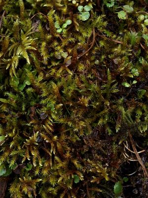 Campylium stellatum (Yellow Star Moss)