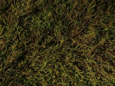 Hygroamblystegium varium (Tangled Thread Moss) - Dry Plants