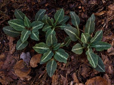 Goodyera pubescens (Downy Rattlesnake-Plantain)