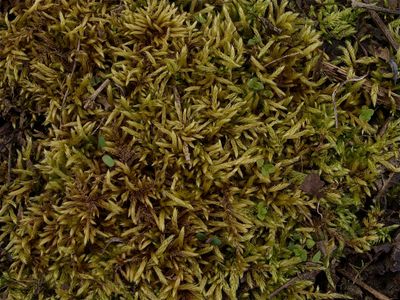 Brachythecium campestre (Common Foxtail Moss) - Dry Plants