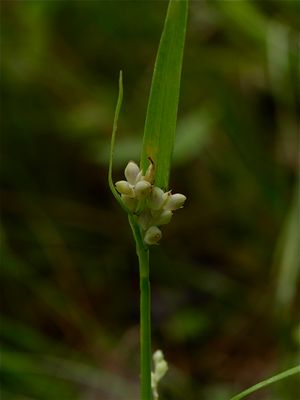 Carex leptonervia (Nerveless Woodland Sedge)