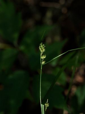 Carex swanii (Swan's Sedge)