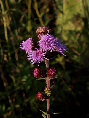 Liatris scariosa (Devil's-Bite Blazing-Star)