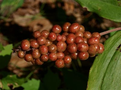 Maianthemum racemosum (Common False Solomon's-Seal)
