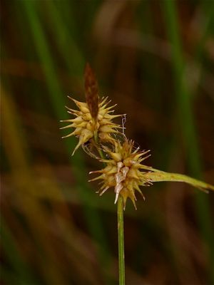 Carex cryptolepis (Northeastern Sedge)