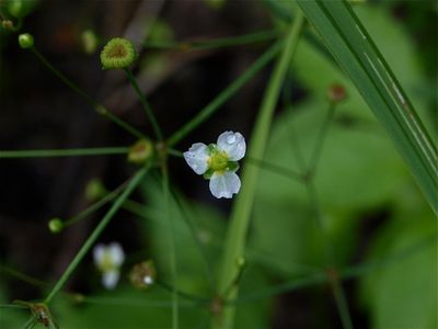 Alisma triviale (Northern Water-Plantain)