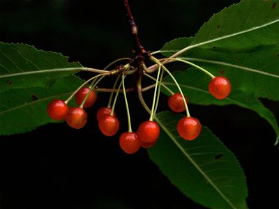 Prunus pensylvanica (Pin Cherry)