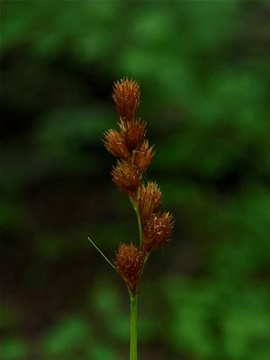 Carex tribuloides (Blunt Broom Sedge)