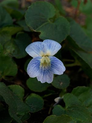 Viola sororia (Common Blue Violet) - Pale Flower