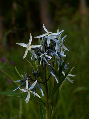 Amsonia tabernaemontana (Eastern Bluestar)