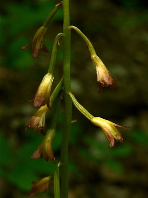Aplectrum hyemale (Puttyroot)