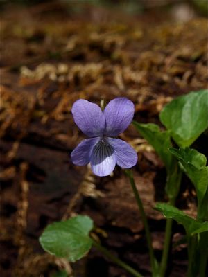 Viola labradorica (Dog Violet)