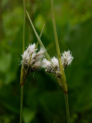 Eriophorum viridicarinatum (Thin-Leaved Cotton-Sedge)