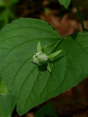 Viola pubescens (Downy Yellow Violet)
