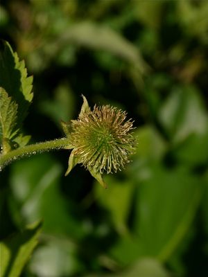 Geum laciniatum (Rough Avens)