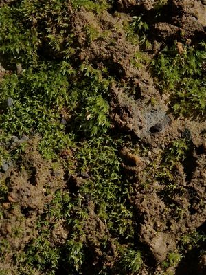 Barbula unguiculata (Bear-Claw Moss)