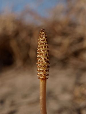 Equisetum arvense (Field Horsetail) - Strobilus