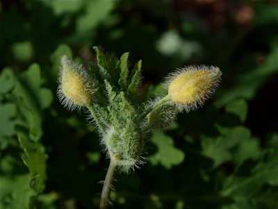 Stylophorum diphyllum (Wood Poppy) - Flower Buds