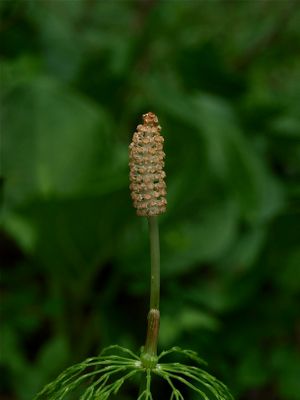 Equisetum sylvaticum (Wood Horsetail) - Strobilus