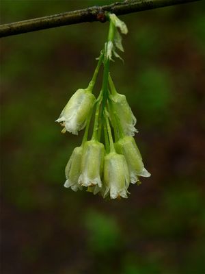 Staphylea trifolia (Bladdernut)