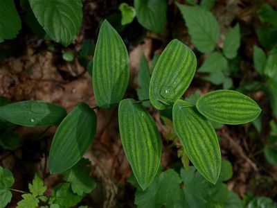 Leaves