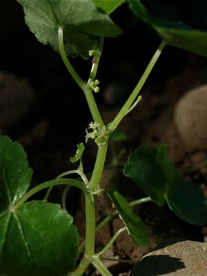 Hydrocotyle americana (American Water-Pennywort)