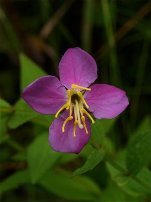 Rhexia virginica (Virginia Meadow-Beauty)