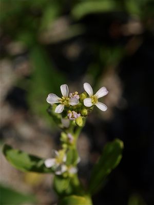 Cakile edentula (Sea-Rocket) - Pale Flowers