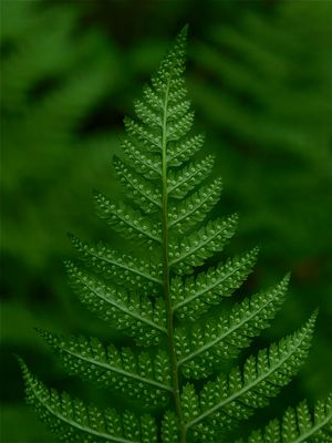 Dryopteris species (Wood Fern) - Fruitdots