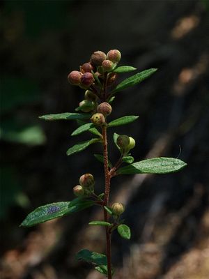 Crocanthemum species (Rockrose)