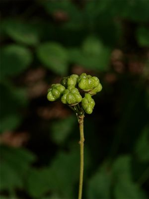 Ceanothus americanus (New Jersey Tea)