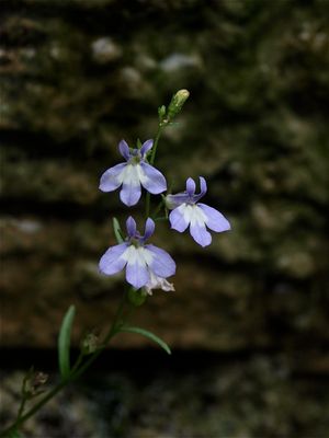 Lobelia kalmii (Kalm's Lobelia)