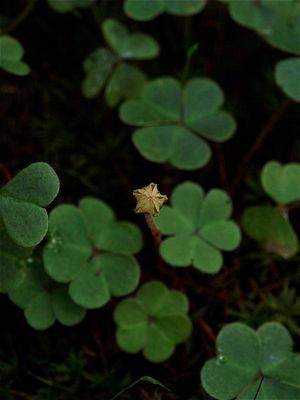 Oxalis montana (Common Wood-Sorrel)