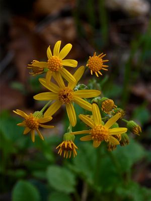 Packera obovata (Round-Leaved Ragwort)