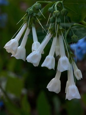 Mertensia virginica (Virginia Bluebells) - White Flowers