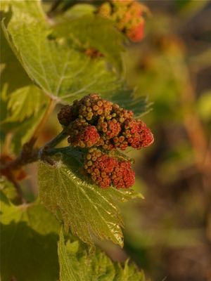 Vitis riparia (Riverbank Grape) - Flower Buds