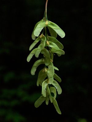 Acer pensylvanicum (Striped Maple)