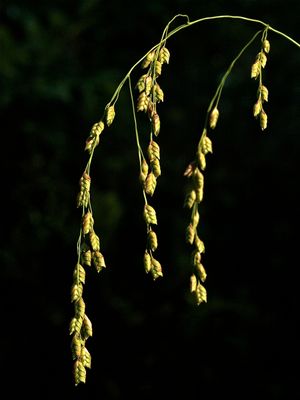 Glyceria canadensis (Rattlesnake Manna Grass)