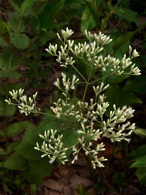 Eupatorium rotundifolium (Round-Leaved Thoroughwort)