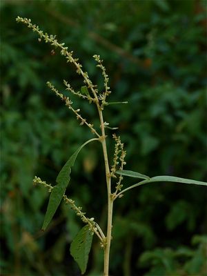 Amaranthus cannabinus (Tidal-Marsh Water-Hemp)