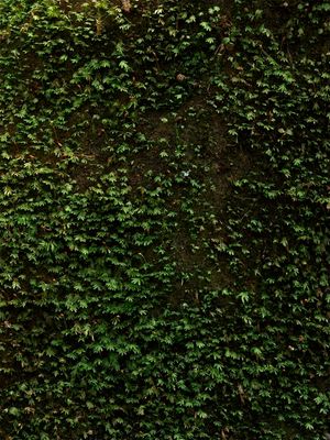Fissidens bryoides (Pixie Pocket Moss)