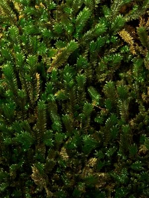 Fissidens adianthoides (Maidenhair Pocket Moss)