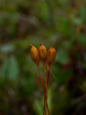 Polytrichum strictum (Bog Haircap Moss) - Capsules