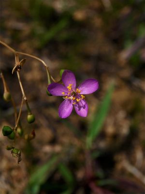 Phemeranthus teretifolius (Round-Leaved Fameflower)